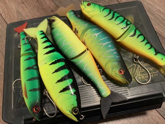 Un glide-bait fire tiger est un "must have" pour le maskinongé !