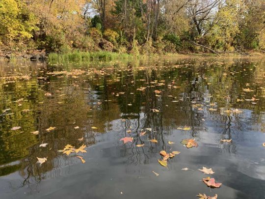 Les feuilles ne sont pas un obstacles !