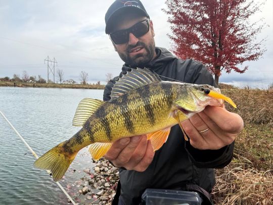 La yellow perch est très réceptive au montage ned rig