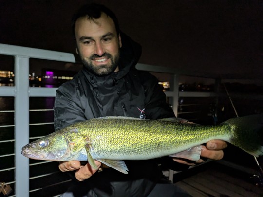 Le walleye est très agressif