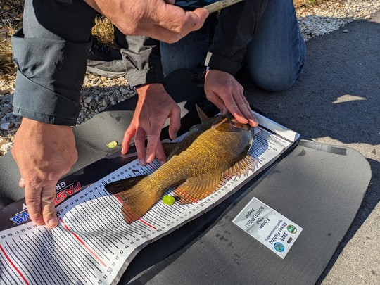Un smallie massif et bien au delà des 25cm.
