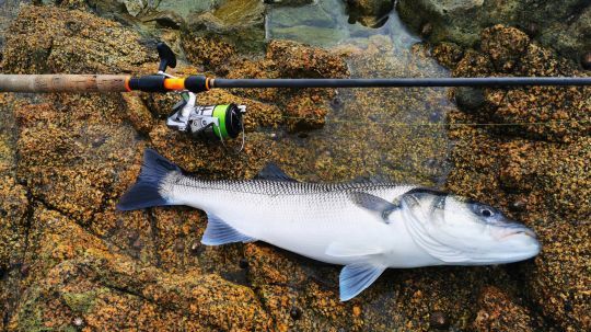 Les pêcheurs qui pratiquent exclusivement du bord optent pour des modèles assez longs, d'au minimum 2,50 m.