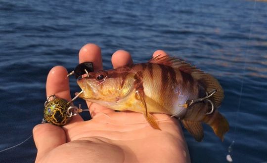 Différents vifs à utiliser en mer.