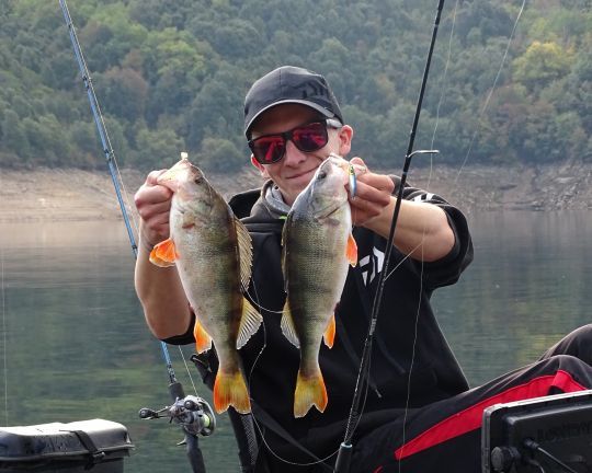 En hiver, les perches se déplacent en banc.