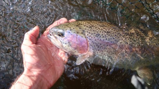 En utilisant différents coloris et variant les techniques, le blob vous rapportera des truites