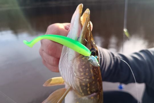 Ce brochet au milieu d'un banc de sandres n'aura pas résisté à l'appel du Pit Simmer.