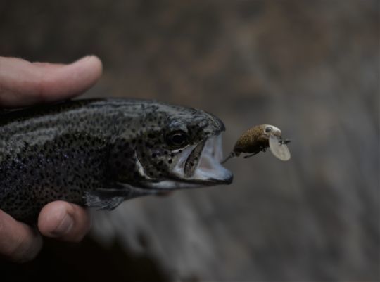 Les coloris "pellet" sont caractéristiques de l'area