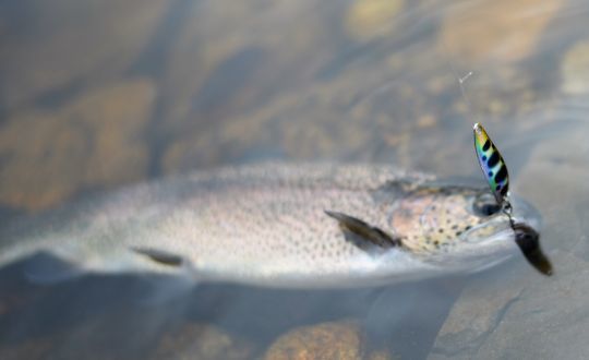 Les couleurs naturelles sont efficaces quand les coloris flashy sont délaissés