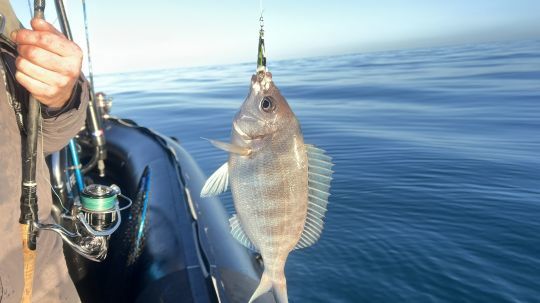 Il suffit d'escher un appât directement sur le jig pour le rendre beaucoup plus pêchant.