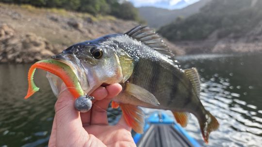 Le Daiwa Tournament D'Fin permet de cibler différentes espèces.