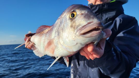 Un redoutable prédateur !