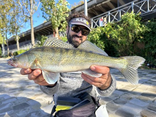 Un sandre parisien