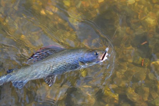 Un ombre commun capturé au Illex TinyFry 38
