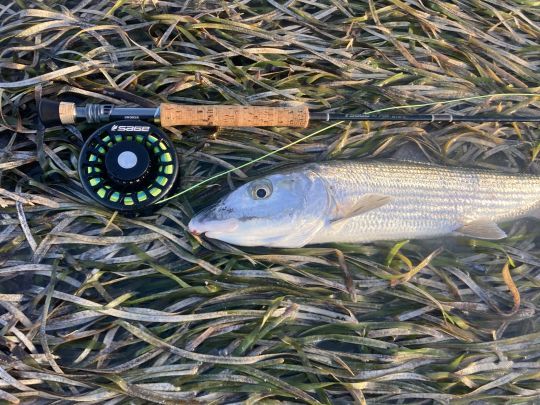 Ce bonefish en tailing aura été pris grâce à une petite crevette olive non lestée montée sur place par l'auteur