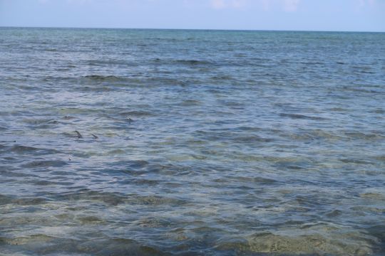 Permits en tailing en petit groupe. Une action toujours très intéressante avec de belles montées d'adrénaline!