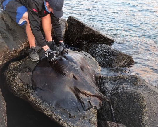 Prendre ses précautions devant un tel poisson !