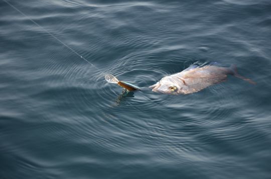 Différentes techniques à employer pour rechercher les pageots.