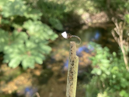 Imitation du chiro émergent monté par l'auteur