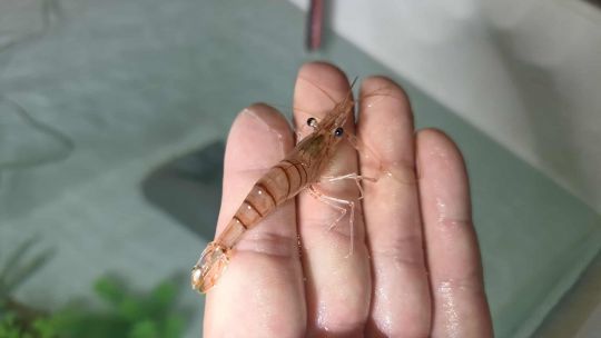 Les crevettes peuvent être conservées dans un aquarium.