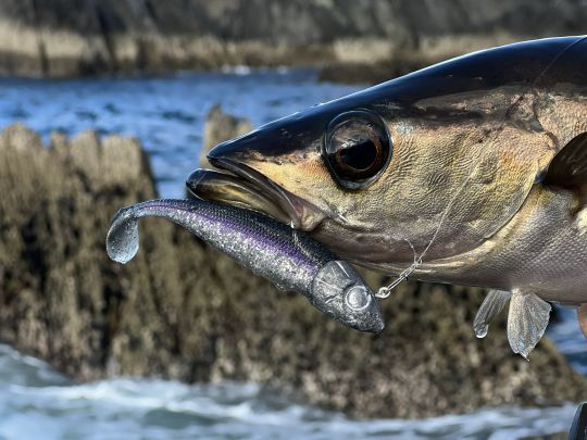 Les pêcheurs du bord sont bien plus exposés à ce phénomène d'abrasion que ceux en bateau. Les frottements répétés de la ligne sur les rochers la fragilisent, d'où l'intérêt de sélectionner un bas de ligne de qualité