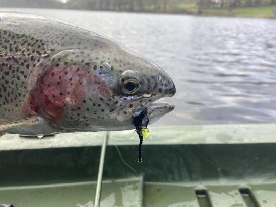 C'est au boobies animés rapidement sur le fond que je prendrai et provoquerai le plus de poissons