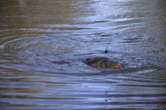 Une pêche rapide et efficace.