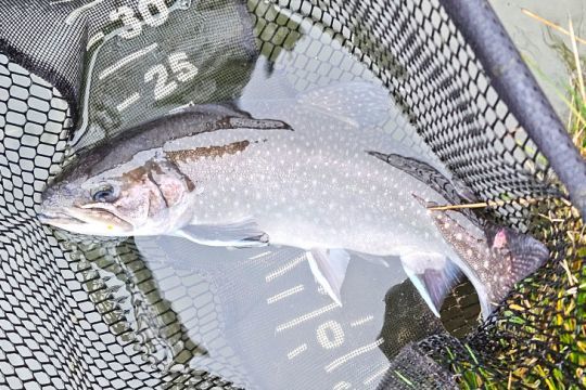 Un omble alis, courant à Gémages