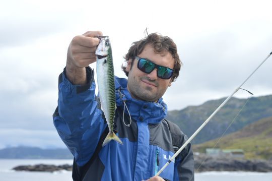 Les maquereaux sont omniprésents