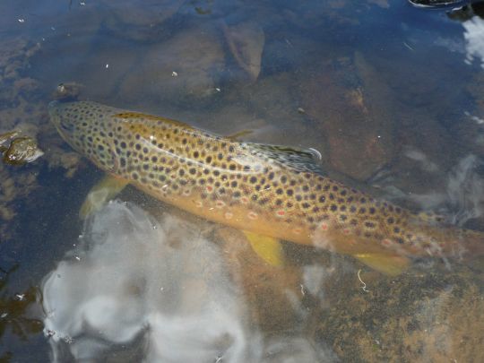 Bientôt au bord de nos belles rivières à truites pour notre plus grand plaisir!