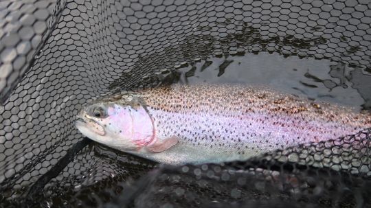 Les truites raffolent des chironomes et s'en délectent régulièrement en réservoir