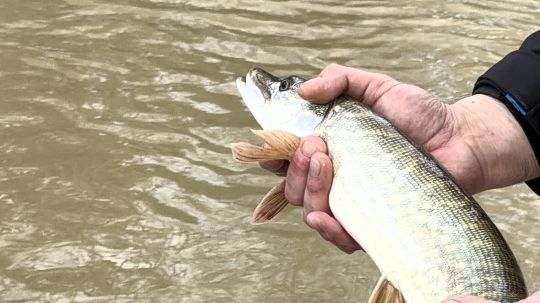 Les brochets sont déjà de belle taille, 55 à 60 cm.