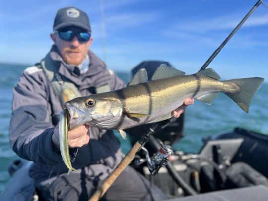 A l'inverse de la pêche en verticale, ici, sur des zones peu profondes, la pêche du lieu se fait en lancer-ramener.