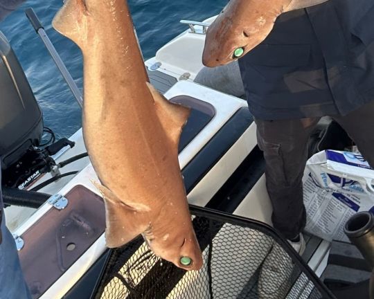 A manipuler avec précaution.