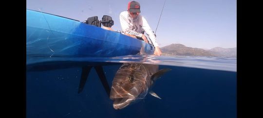 Un poisson puissant pour de grandes sensations.