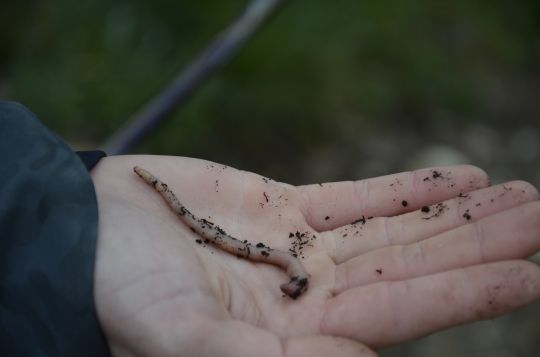 Le ver de terre, un appât de début de saison pour la truite.