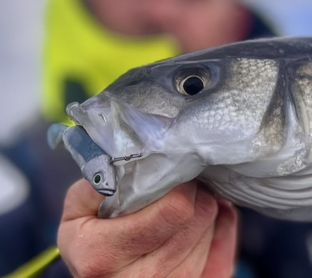 En linéaire, le Master Shad est redoutable lorsque les bars sont en chasse, notamment sur les petits sprats du début de saison.