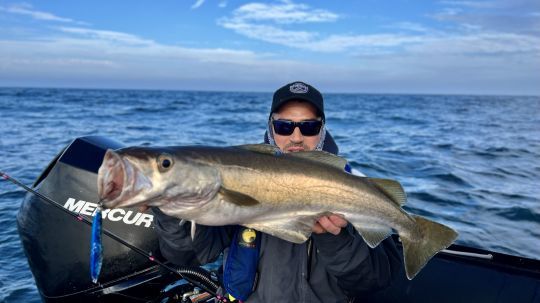 Sur les épaves profondes se cachent de gros lieus jaunes.
