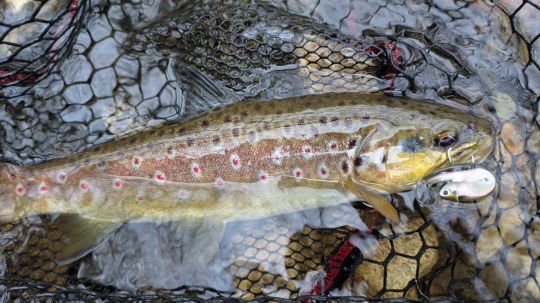 Souvent, le <a onclick=