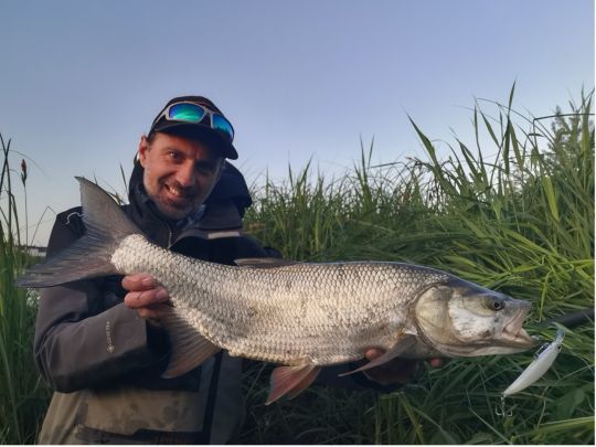 Le Ryuki fait partie des incontournables pour traquer les aspes !