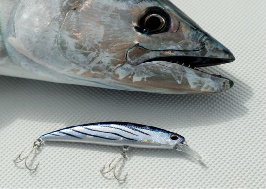 Une pélamide prise sur un Ryuki 80 en version SW (coloris ADAZ341 PELA).