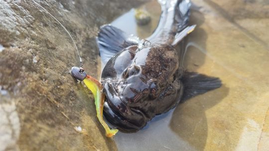 Différents espèces à pêcher en rockfishing !