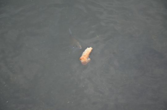 Faire venir les poissons à vous.