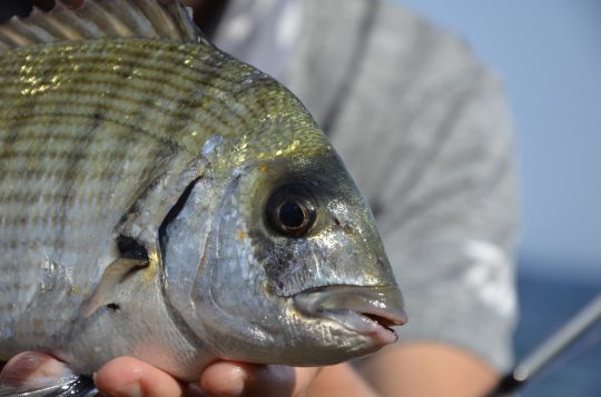 Adopter son amorce aux poissons ciblés.