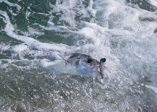 Chaque spot de pêche est différent et le moment de marée durant lequel celui-ci est pêchant varie. Pour le connaître, il sera bon d'y revenir à différents moments.