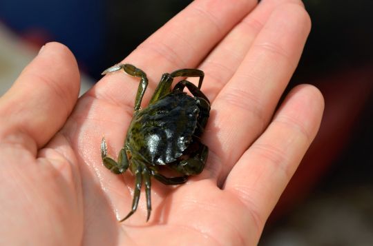 Le crabe vert, un appât prisé par les sparidés.