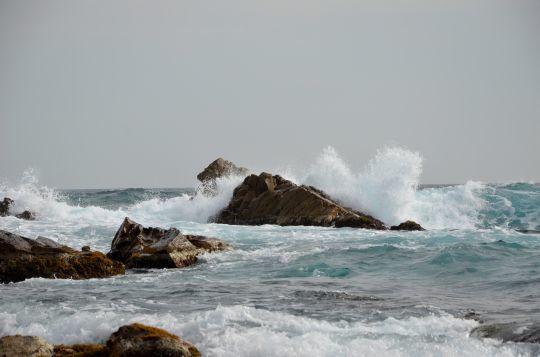 Une mer agitée amène de la nourriture.