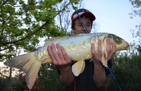Des poissons convoités pour leur beauté.