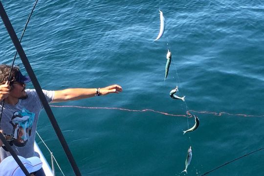 Avec le quota en projet, un seul coup de ligne de 5 maquereaux et la pêche est finie !