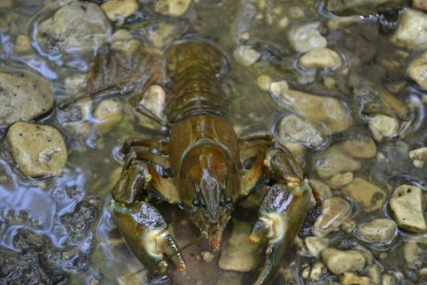 Which bait to use for crayfish fishing?