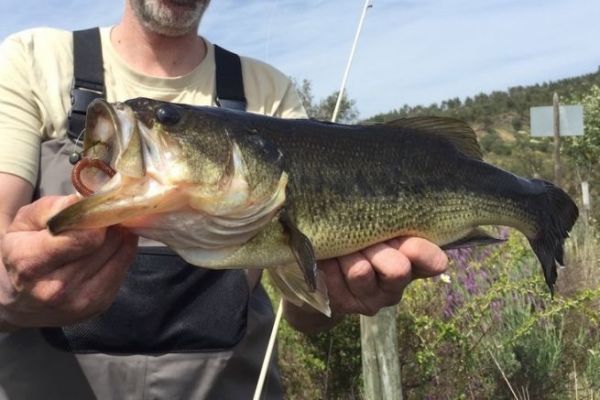 Nice black bass caught on an Inch Wacky rig.